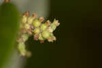 Coralberry